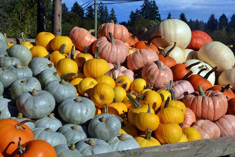 pumpkins